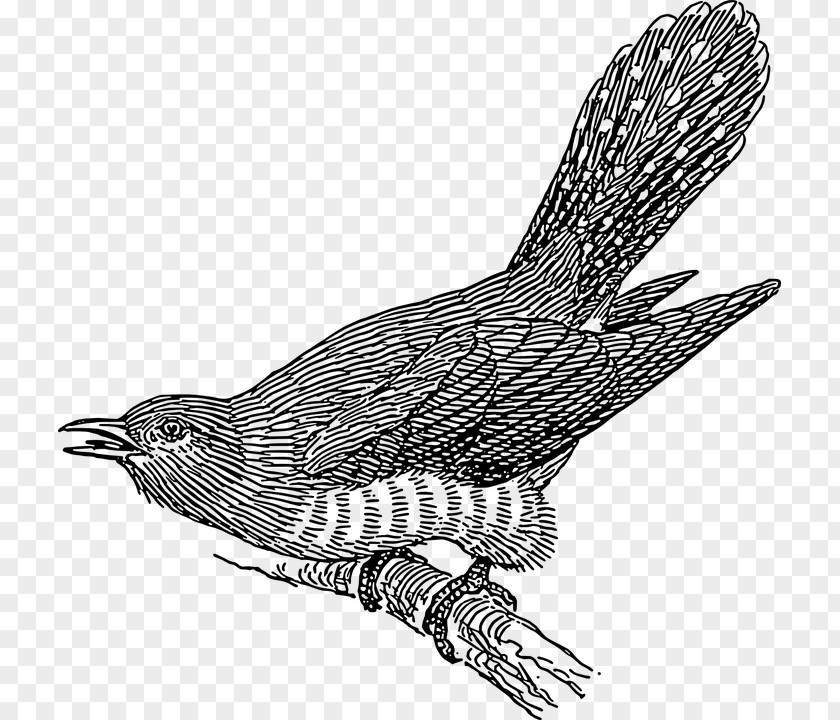 Bird Common Cuckoo Clip Art PNG