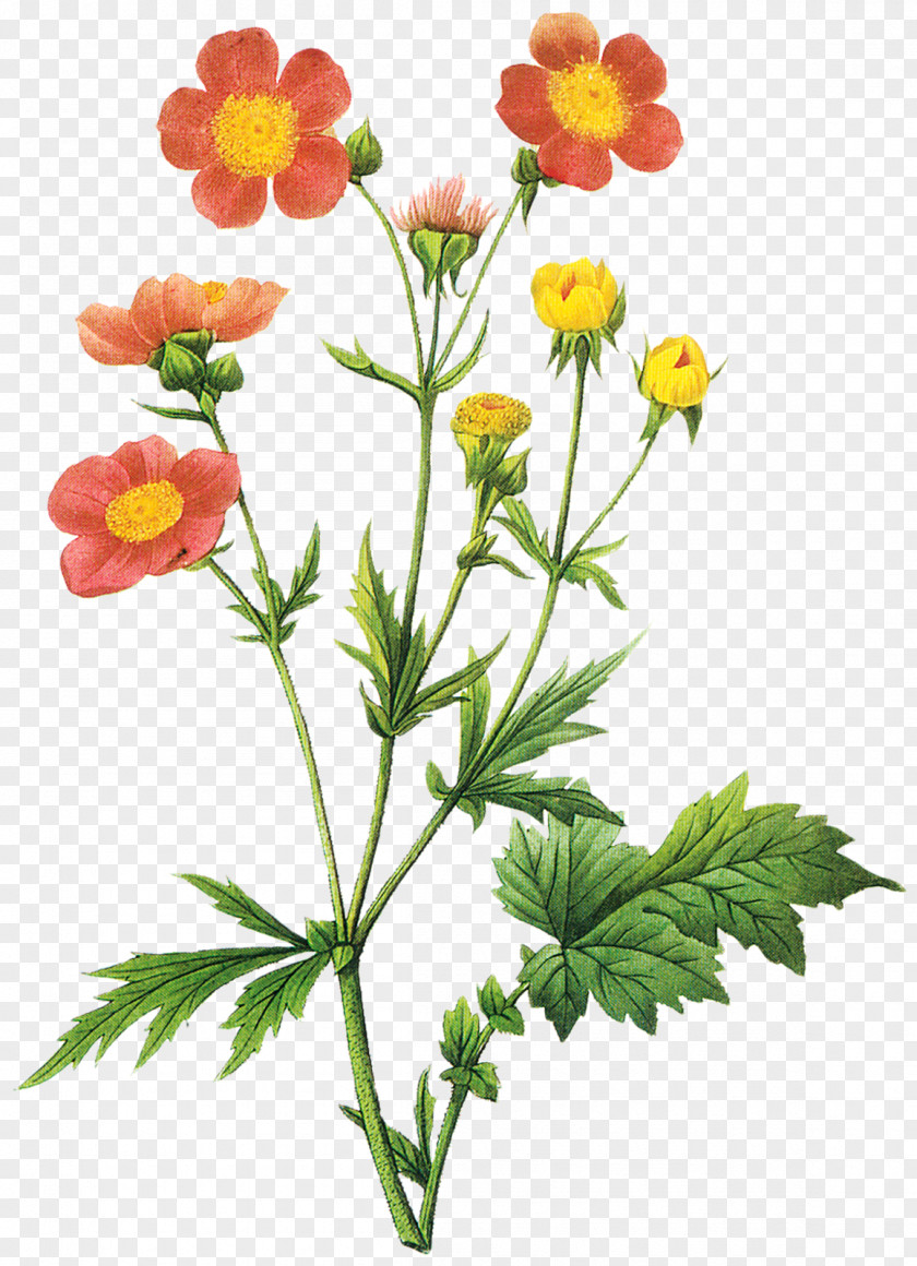 Botanical Choix Des Plus Belles Fleurs Illustration Botany PNG