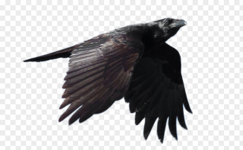 Raven File Common Flight Clip Art PNG