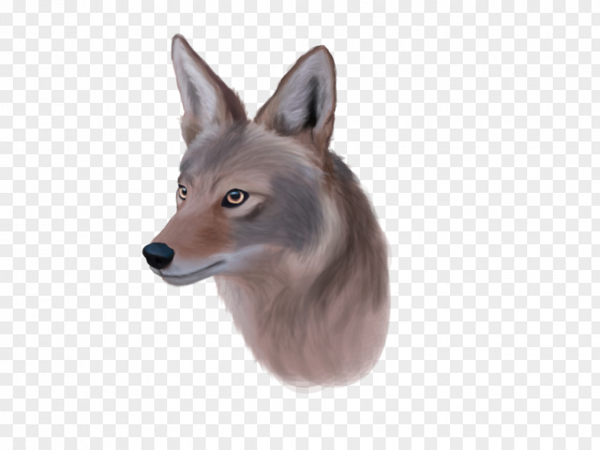 Wild E Coyote Red Fox Art Jackal PNG