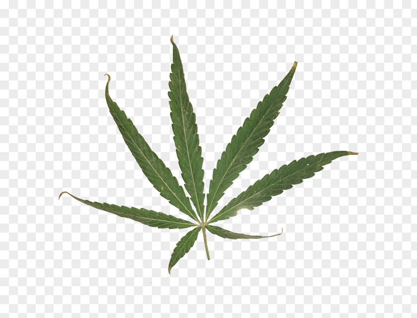 Cannabis Sativa Leaf Cannabaceae PNG