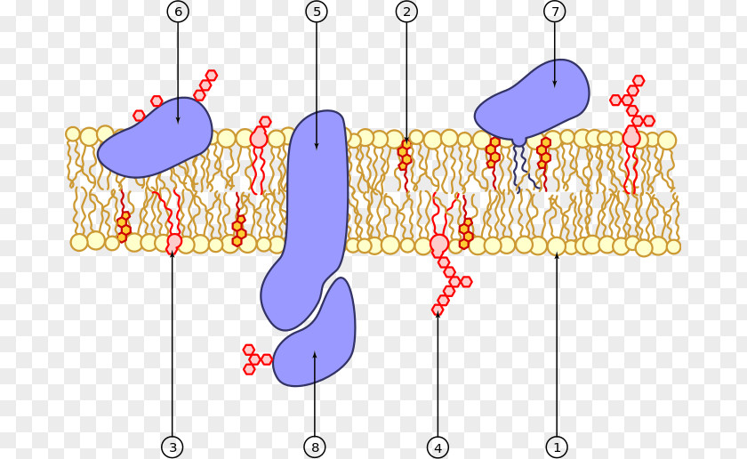 Cell Membrane Biological Transport Protein PNG