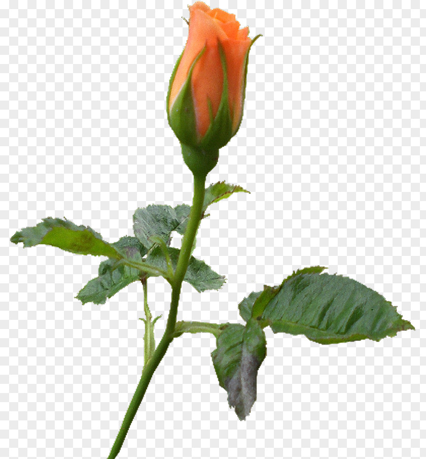 Flower Rose Family Bud Plant Stem Herbaceous PNG