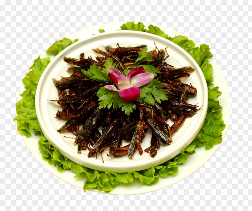 Fried Grasshopper Traditional Cuisine Food Tradition Gratis Caelifera PNG