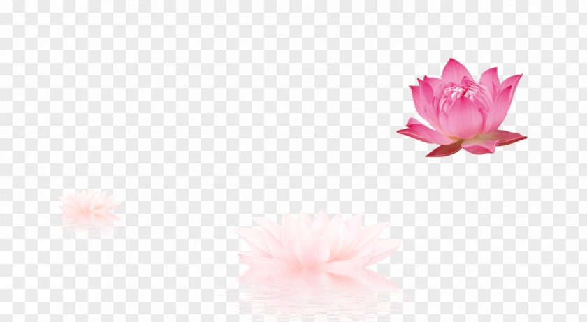 Lotus Petal Pattern PNG