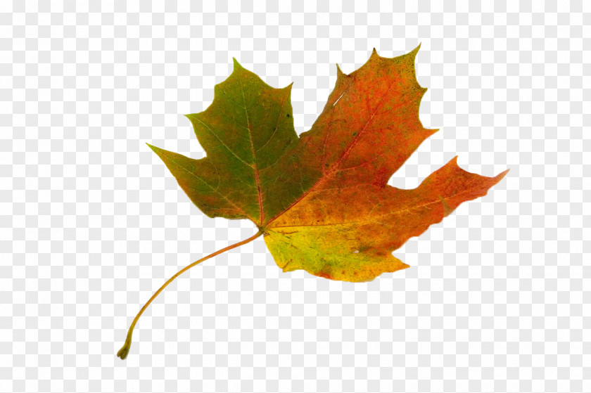 Maple Leaf Red Acer Circinatum Sycamore Autumn Color PNG
