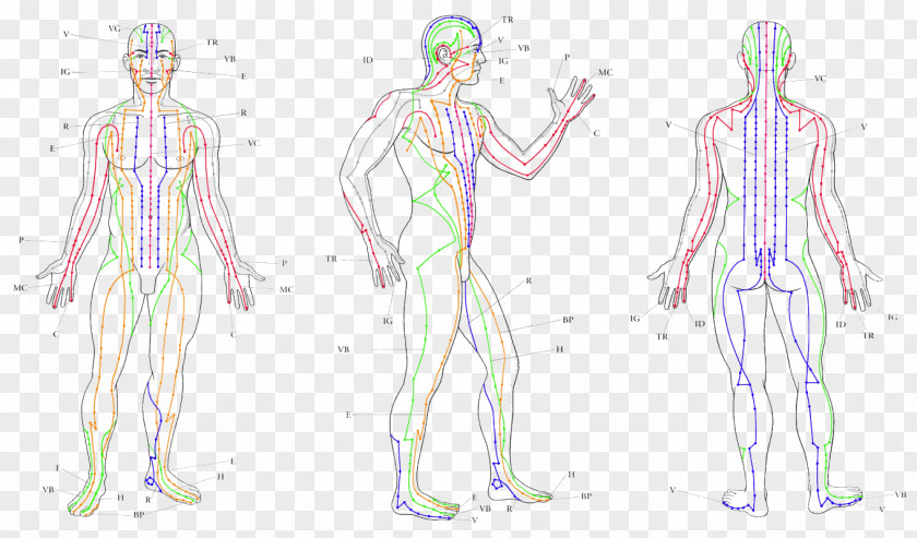 Meridians Meridian Acupuncture Traditional Chinese Medicine Therapy PNG