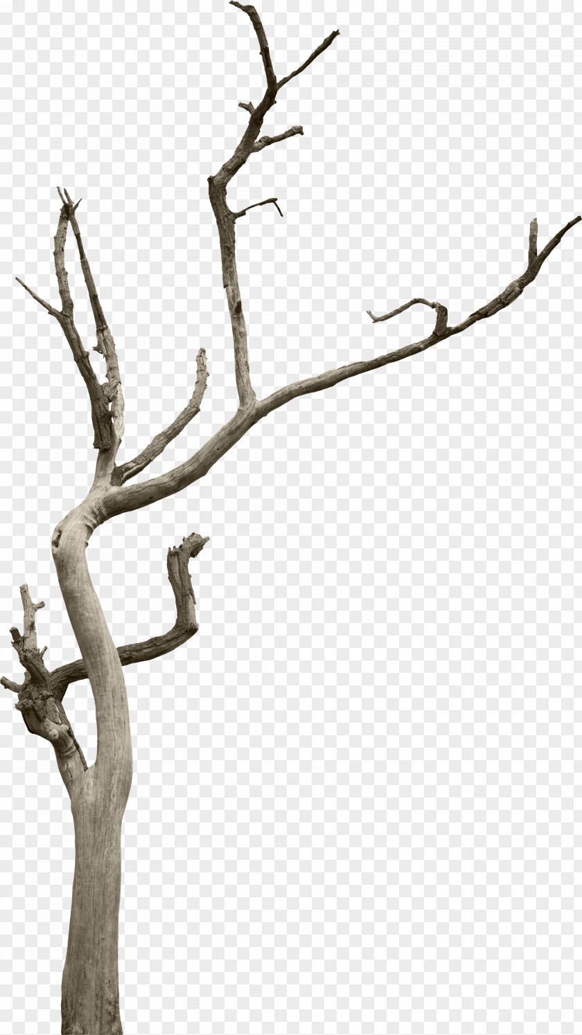 Tree Trunk Branch Woody Plant Snag PNG