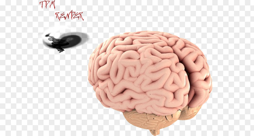 Brain 3D Rendering Computer Graphics PNG
