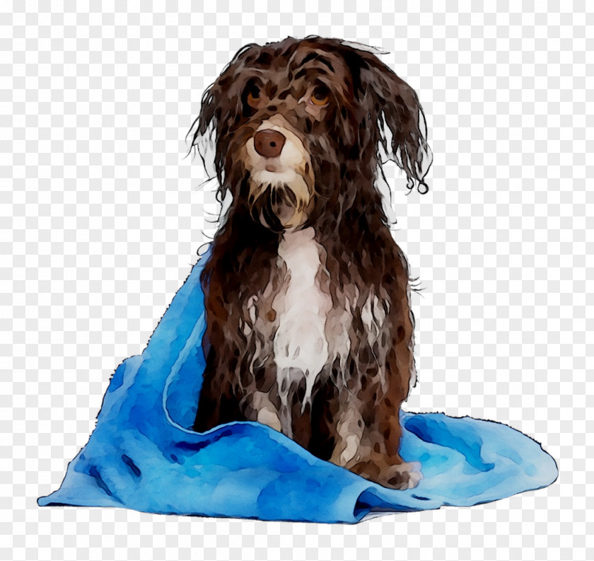 Cockapoo Boykin Spaniel Spanish Water Dog Schnoodle Breed PNG