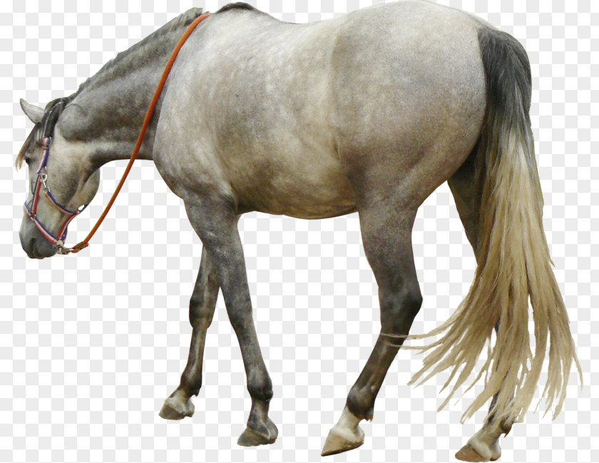 Cowboy Andalusian Horse Tennessee Walking Mustang Howrse PNG