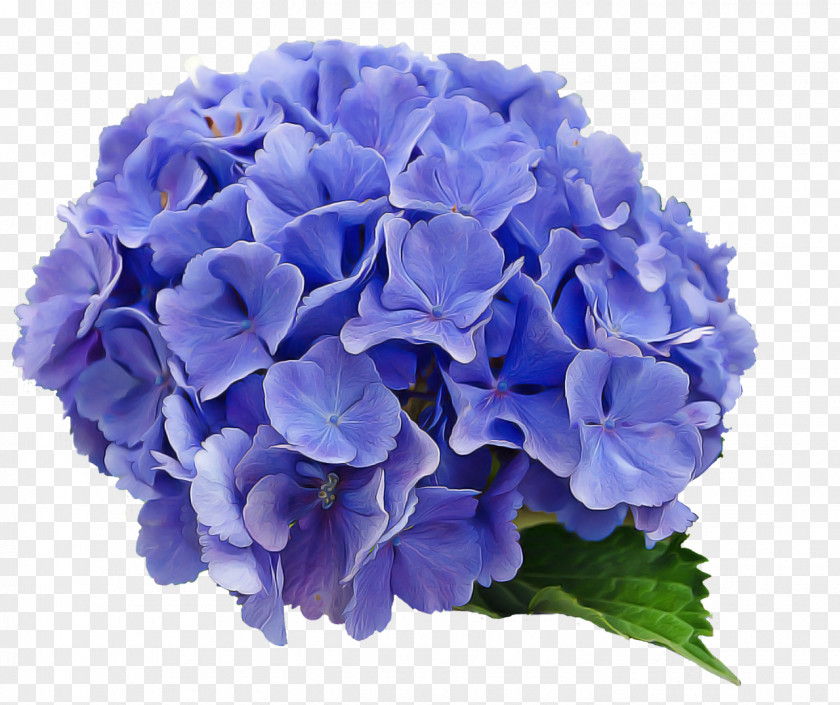 Cut Flowers Plant Flower Flowering Blue Hydrangea Hydrangeaceae PNG