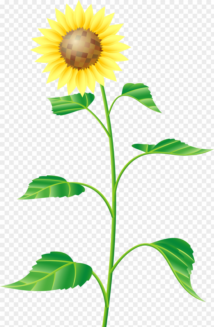 Hand Painted Summer Sunflower Common Cartoon Drawing PNG