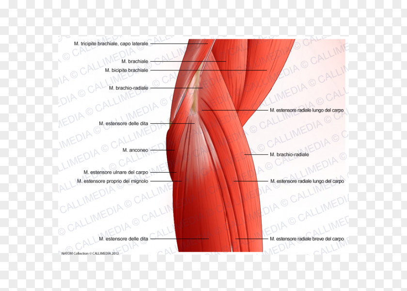 Muscle Elbow Muscular System Anatomy Shoulder PNG