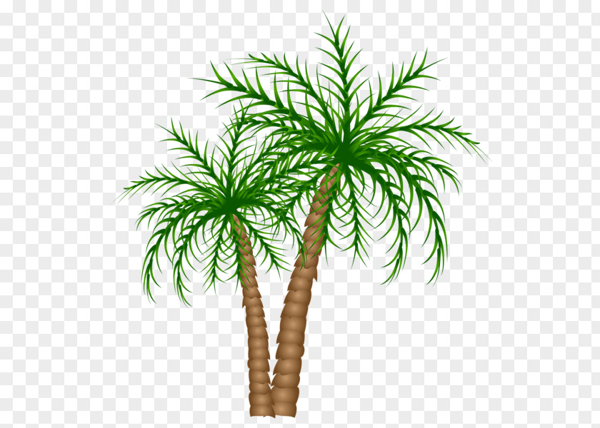 Palm Border Arecaceae Tree Date Clip Art PNG
