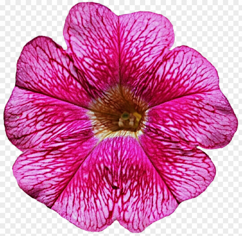 Petunia Flower Cliparts Clip Art PNG