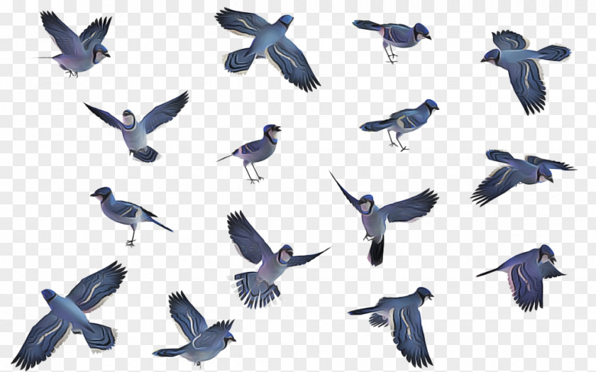 Songbird Swallow Bird PNG