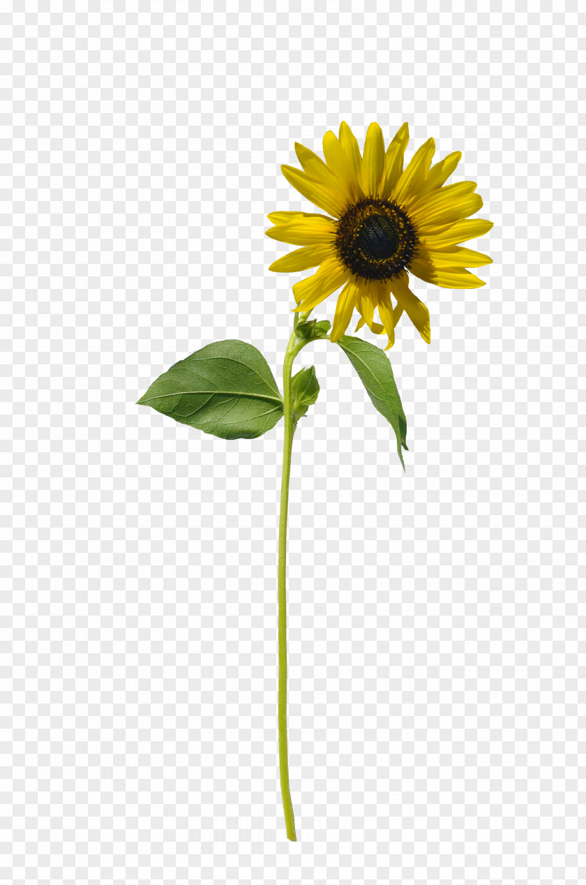 Sunflower Common Stock Photography PNG