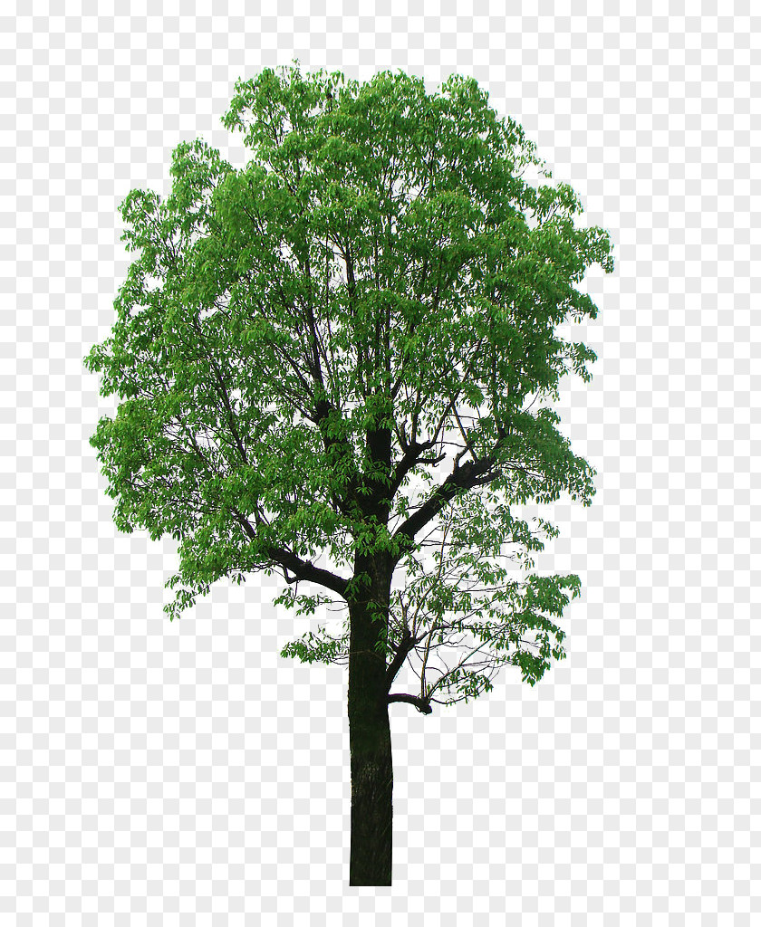 Big Crown Linden Tree Picture Material Camphor Lindens PNG