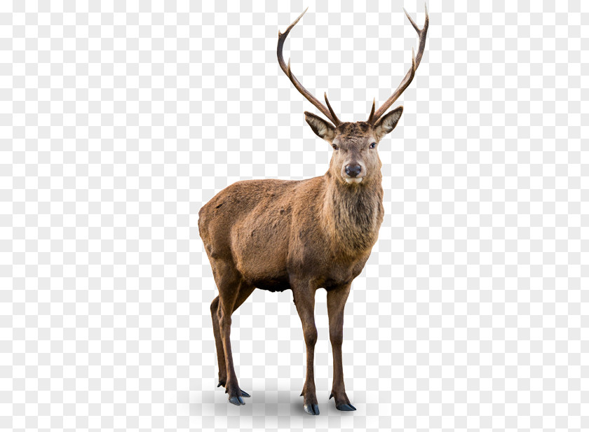 Deer White-tailed Red Elk Barasingha PNG