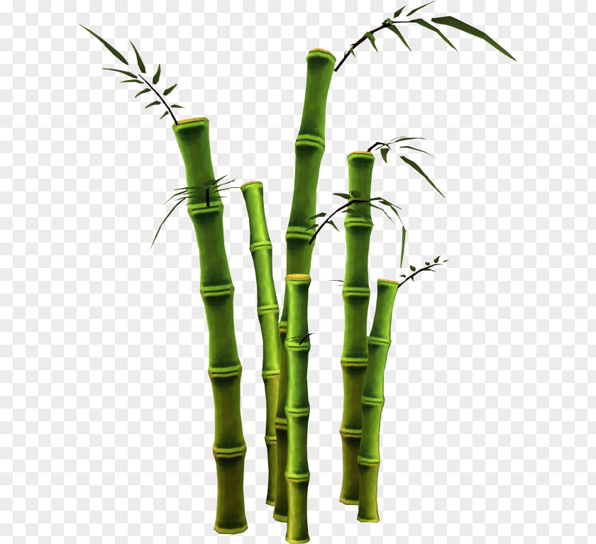Money Tree Bamboo GIMP PNG