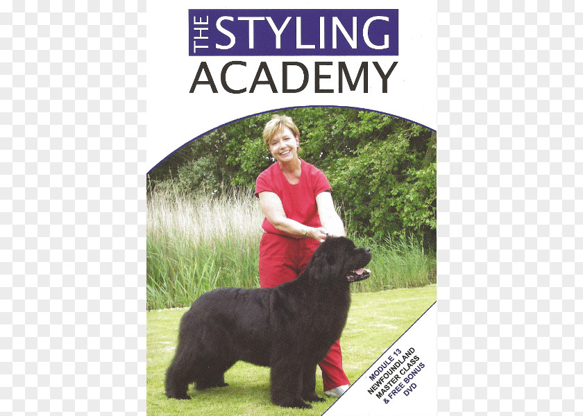 Newfoundland Dog Breed Poodle Obedience Training Sporting Group And Labrador PNG