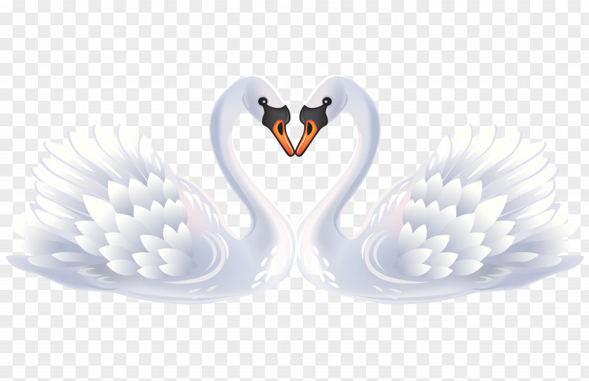 White Swan Bird Black Clip Art PNG