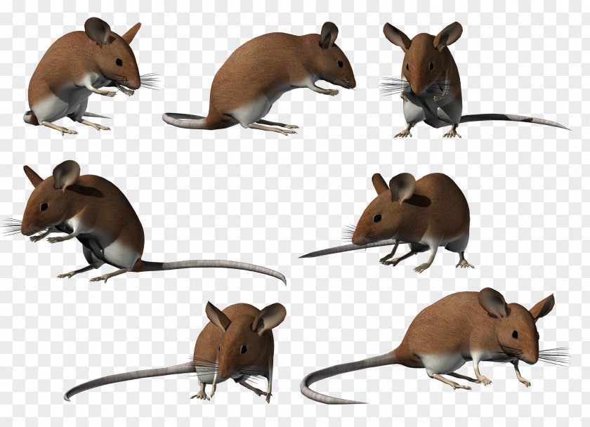 Computer Mouse Clip Art PNG