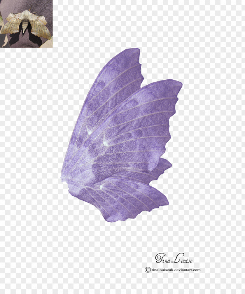 Fairy Wing Art PNG