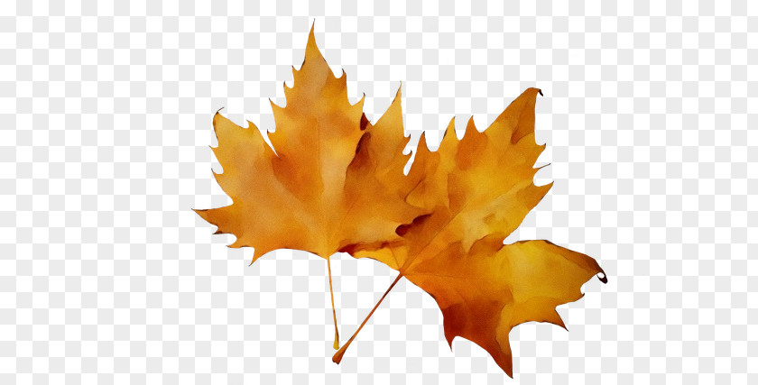 Leaf Autumn Color PNG