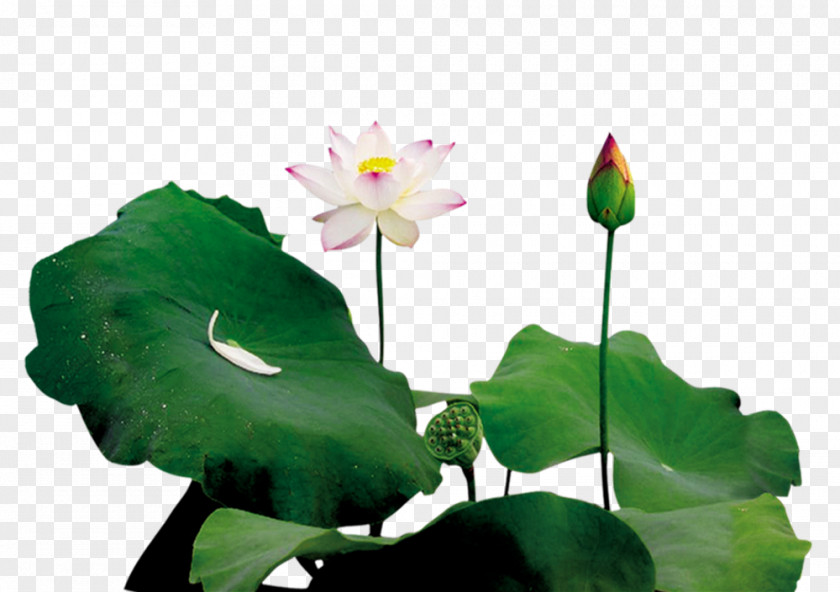 Lotus And Bud Pond Leaf PNG