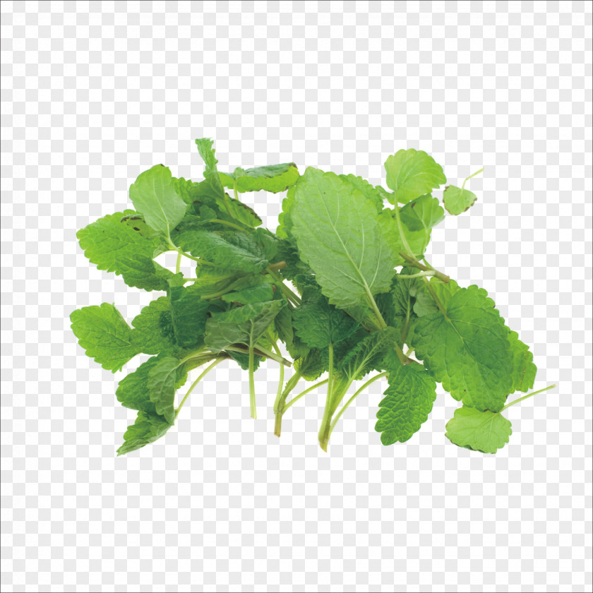 Mint Herb Italian Cuisine Stock Spice PNG