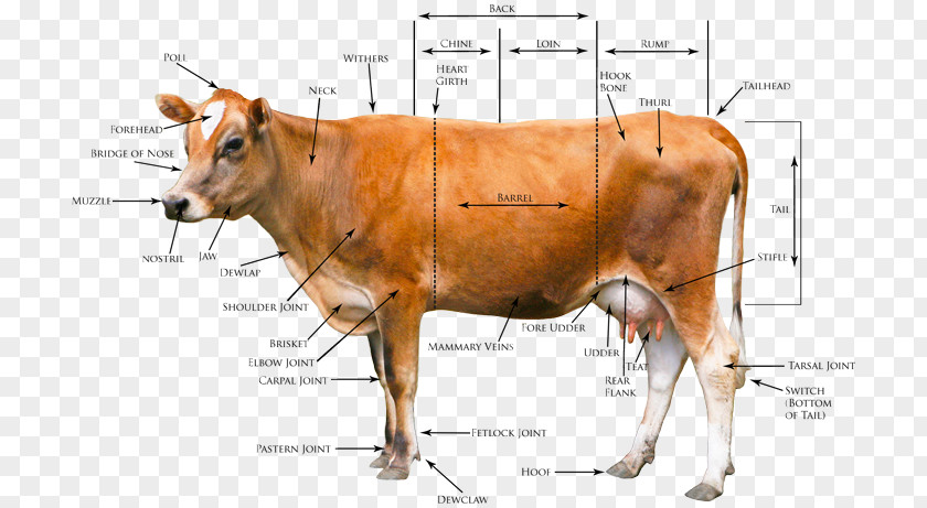 Parts Of The Body Jersey Cattle Beef Highland Goat Holstein Friesian PNG