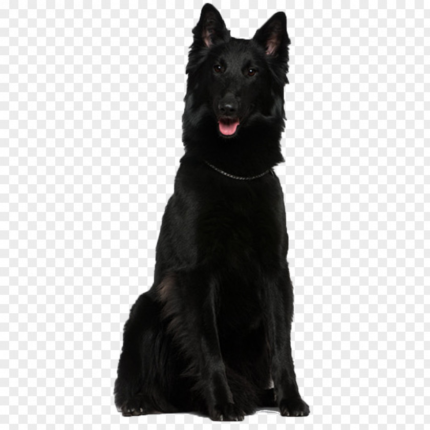 Purebred Black Tongue Shiloh Shepherd Dog Tervuren Belgian Groenendael German PNG