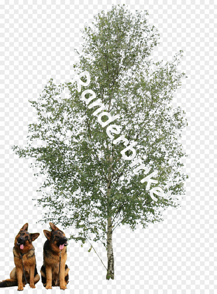 Winter Tree Paper Birch Populus Alba Oak Plant PNG