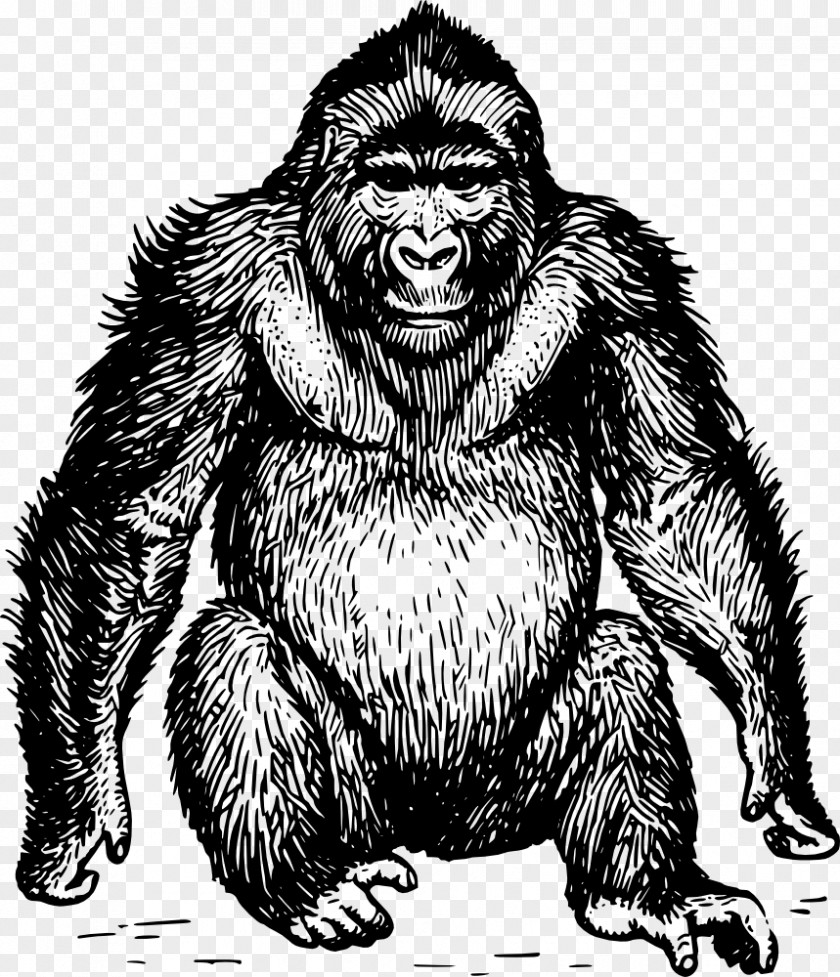 Apes Vector Ape Gorilla Orangutan Chimpanzee Drawing PNG