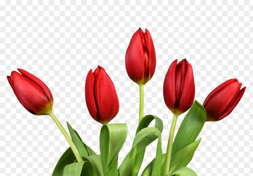 Decorative Floral Label Indira Gandhi Memorial Tulip Garden Clip Art PNG