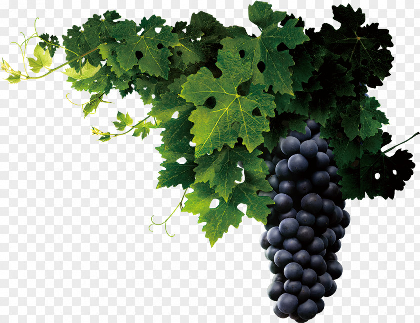 Grape Juice Wine Common Vine Seed Extract PNG