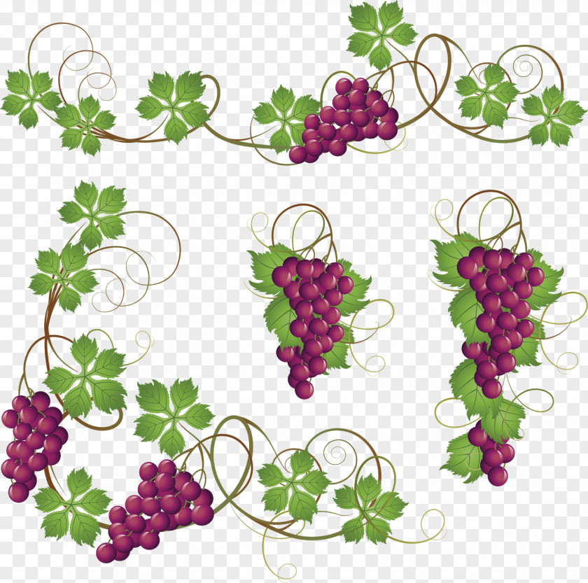 Grapes Common Grape Vine Clip Art PNG