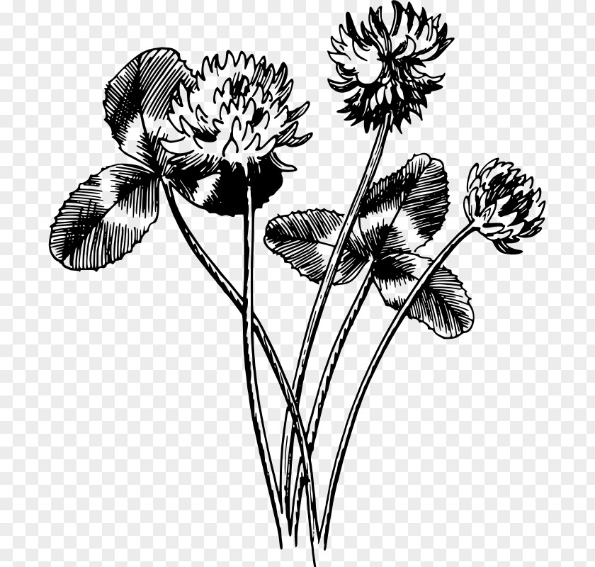 Leaf Black And White Drawing Clover Four-leaf PNG
