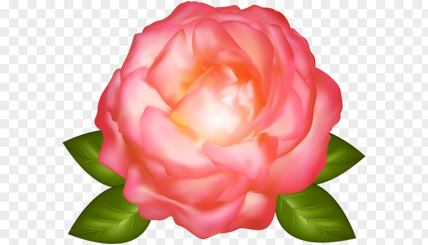 Pink Roses Garden Cabbage Rose China Clip Art PNG