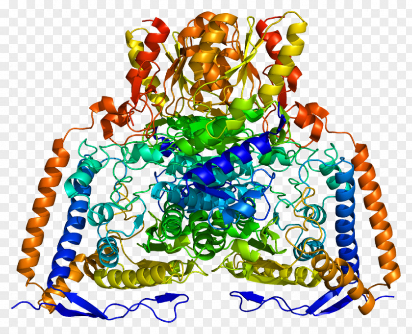 Pyruvate Dehydrogenase (lipoamide) Alpha 1 Complex Dihydrolipoyl Transacetylase PNG
