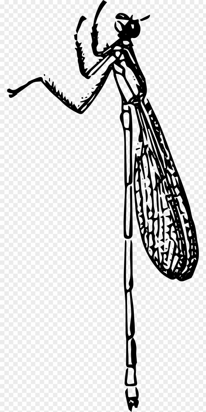 Beetle Large Red Damselfly Clip Art PNG