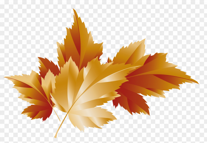 Fall Transparent Leaves Decor Picture Autumn Clip Art PNG