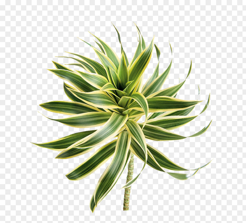 Flower Follaje Plant Stem Song Dracaena Reflexa PNG