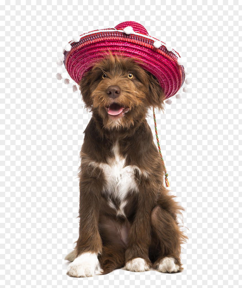 Hat Cute Pet Pictures Dog Puppy Stock Photography Sombrero PNG