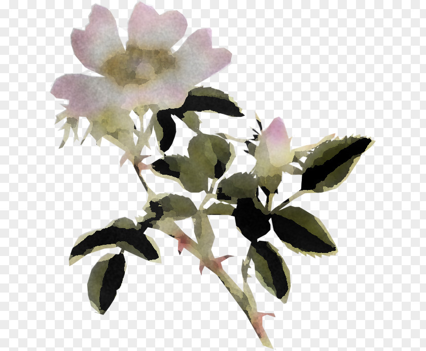 Mock Orange Camellia Sasanqua Flower Plant Petal Branch Rose Family PNG