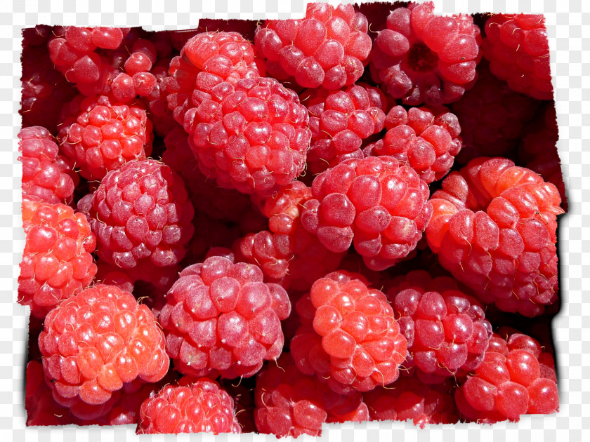 Raspberry Wineberry Loganberry Boysenberry Tayberry PNG