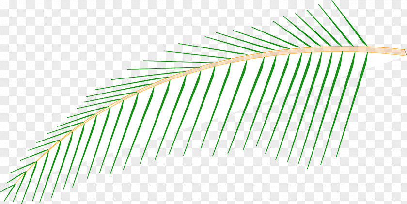 Coconut Tree Line Grasses Angle PNG