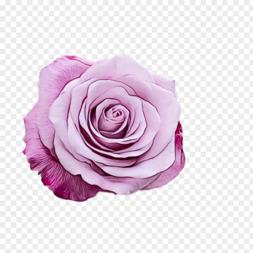 Flowering Plant Rose Order Purple Watercolor Flower PNG